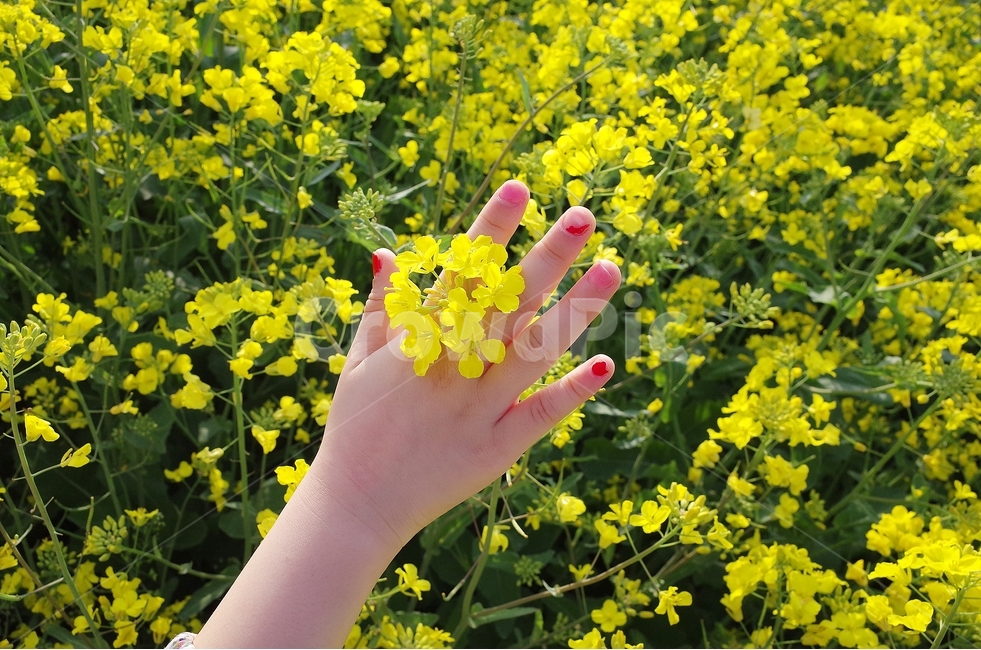 제주도,유채꽃,꽃반지,유채꽃밭,유채꽃축제,봄,계절,spring,season,식물,자연,plants,nature,꽃,flower,감성,sensible,feeling,plant,outdoors,옥외,grassland,목초지,field,들