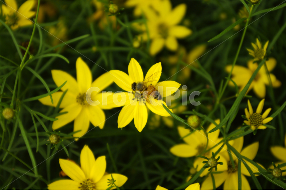 꽃,식물,flower,color,nature,자연,꽃밭,벌,꿀벌,식물,자연,plants,nature,꽃,flower,동물,animal,곤충,벌레,insect,bug