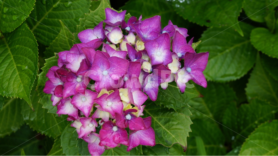 수국,꽃,꽃사진,식물,자연,식물,자연,plants,nature,꽃,flower