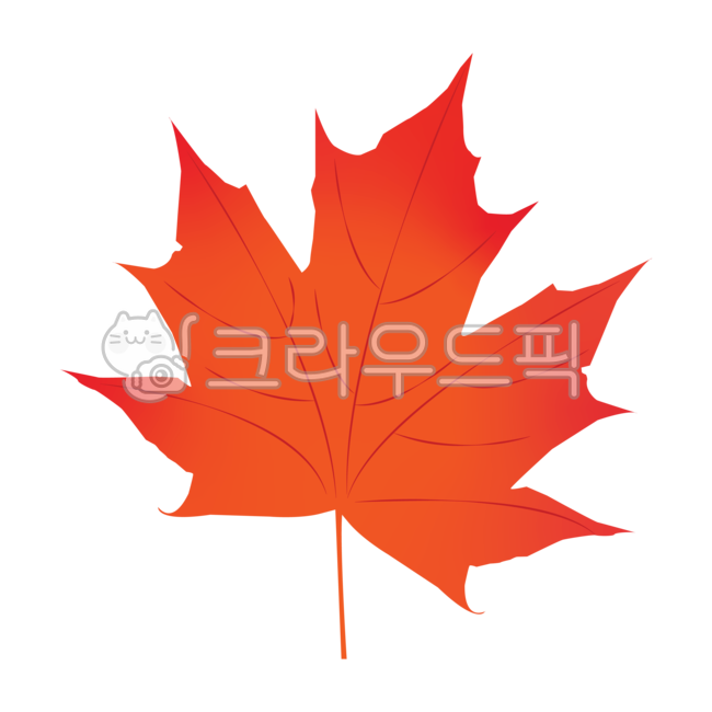 Maple leaf,Maple tree,maple leaves,autumn,leaf