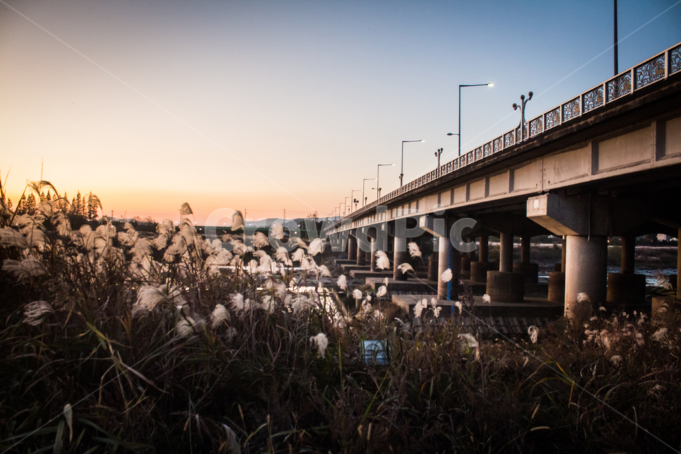 다리,억새,노을,일몰,해넘이,붉은하늘,sunset,redsky,road,도로,bridge,하늘,sky,가을,계절,fall,autumn,season