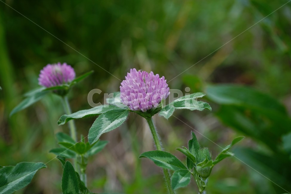 토끼풀,붉은토끼풀,귀화식물,풀,클로버,crimsonclover,grass,green,nature,plant,redclover,trifolium