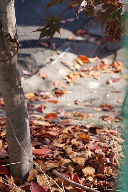 plant,식물,leaf,잎,낙엽,가을,계절,fall,autumn,season,식물,자연,plants,nature