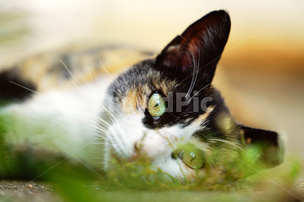 boredom,rest,stains,bother,Meow,three hundred two,wild animals,lassitude,Pets,stray cat,wanderer,cat,abandoned cat,bored,pet