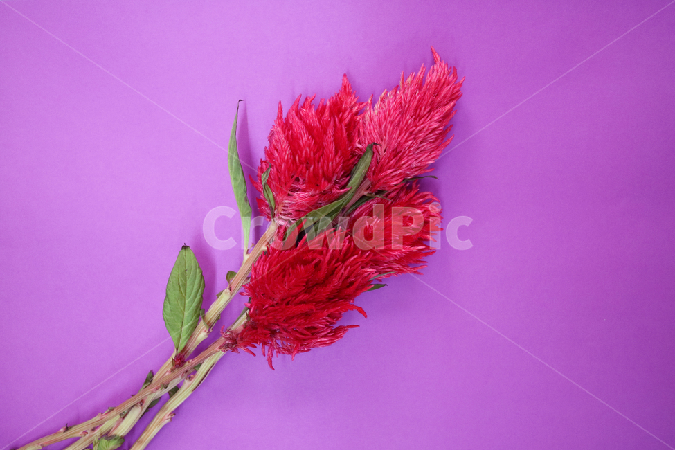 맨드라미,꽃,꽃다발,빨간꽃,빨강,배경,백그라운드,배경이미지,컬러,꽃,flower