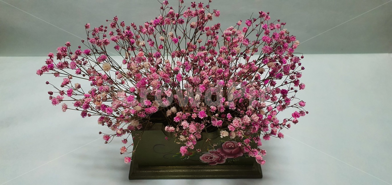 꽃,안개꽃,분홍,핑크,드라이플라워,babysbreath,plant,식물