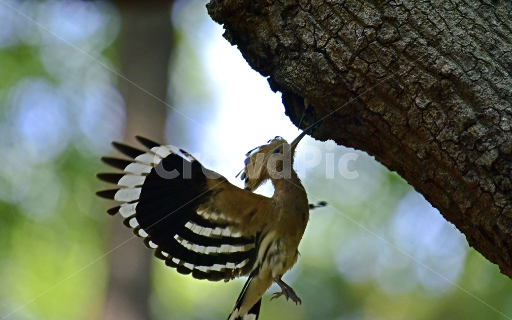 후드티,hoopoe,upupaepops,철새,여름철새,조류,여름새,파도비행,오디새,동물,animal,조류,새,birds