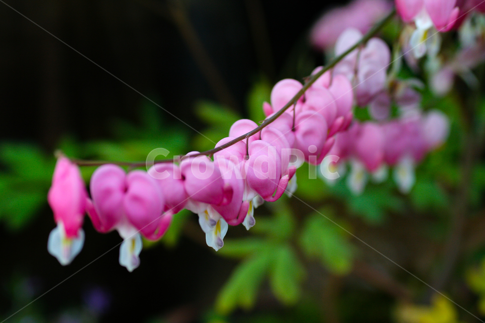 꽃,자연,식물,핑크,배경,핑크색꽃,flower,plant,pinkflowers,pink,식물,자연,plants,nature,꽃,flower
