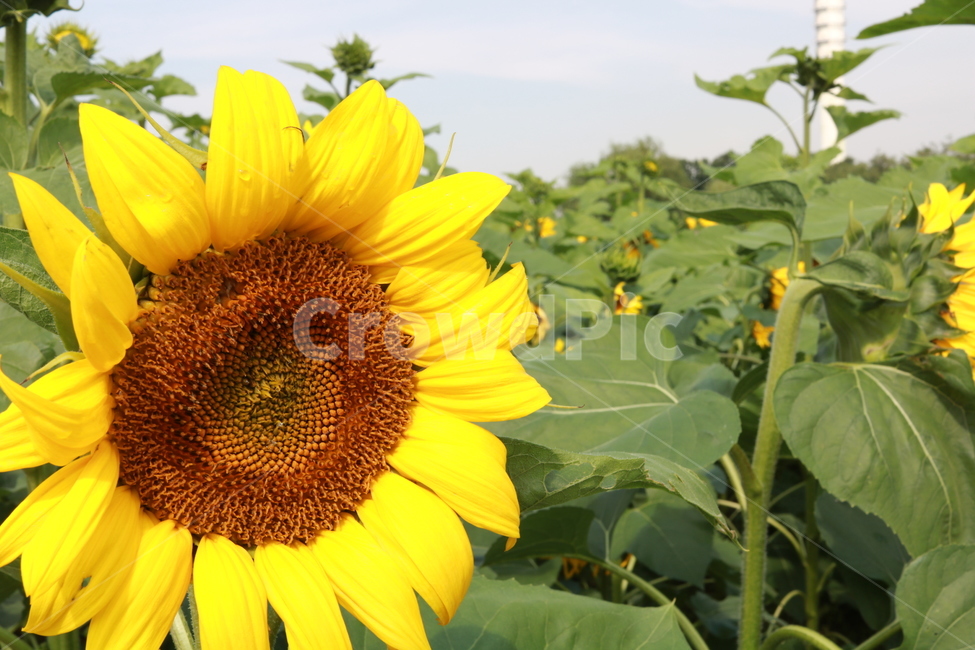 해바라기,하늘공원,배경화면,바탕화면,풍경,식물,자연,plants,nature,꽃,flower