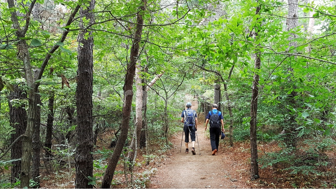 산행,등산,힐링,나무,숲,초록,레져,운동,sports,leisure,사람,등산객,스포츠