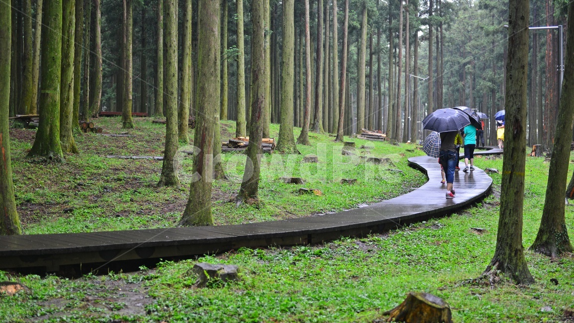 제주,절물자연휴양림,휴양림,비,우산,우비,산책,path,통로,boardwalk,산책로,apparel,의복,clothing,의류,plant,식물,tree,나무,human,인간,person,사람