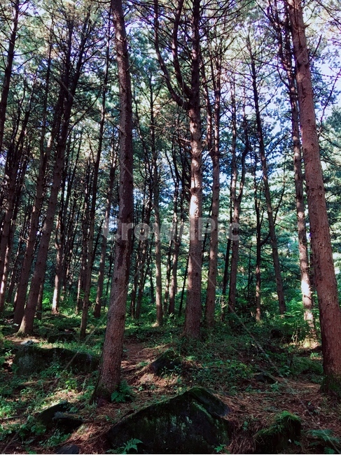 숲,푸른숲,나무,울창한숲,푸른나무,자연,풍경,nature,landscape,plant,식물,tree,vegetation,초목,woodland,삼림지,forest,land,땅,outdoors,옥외