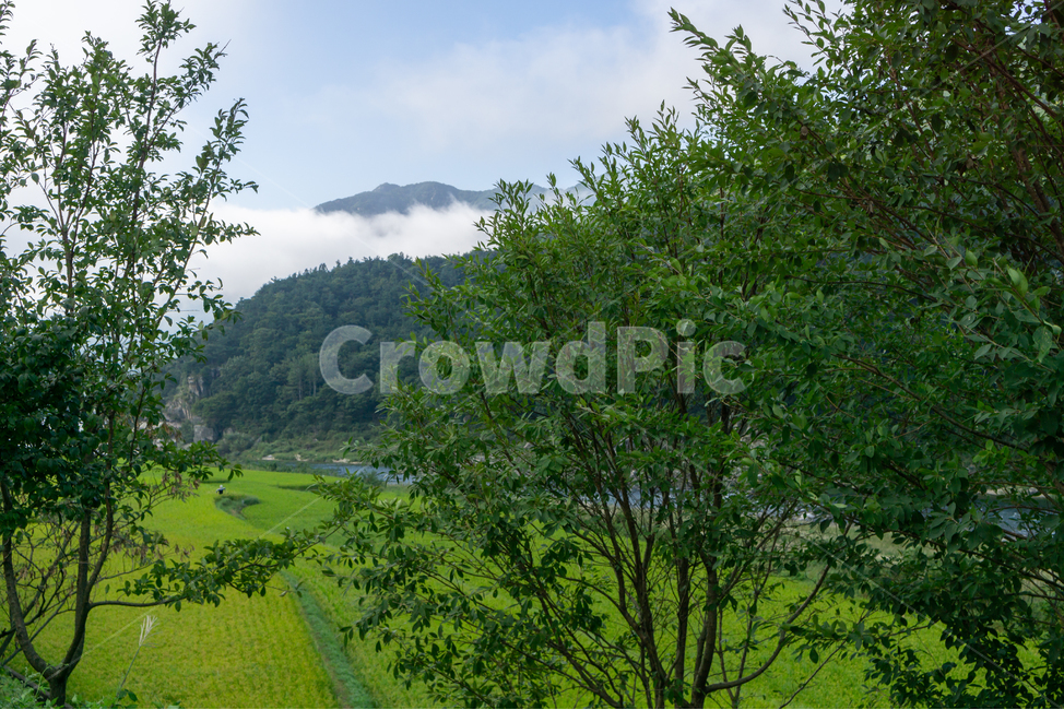 자연,해무,구름,조화,평화로움,자연,풍경,nature,landscape,outdoors,옥외,grassland,목초지,field,들,paddy field,패디 필드