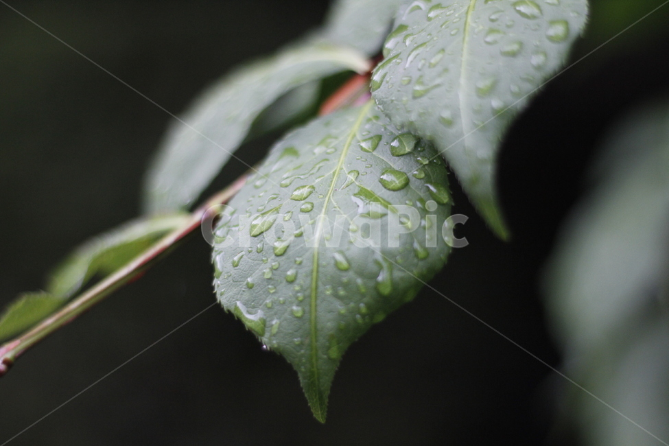 plant,leaf,water,veins,물방울,식물,잎,비,식물,자연,plants,nature