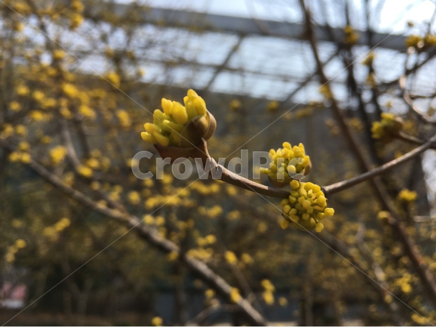 봄,새싹,탄생,감성,꽃,시작,생명,봄,계절,spring,season,식물,자연,plants,nature,꽃,flower,blossom,sprout,plant,bud,싹