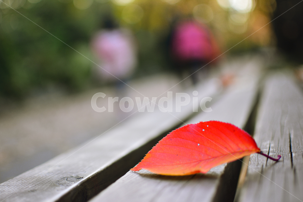 낙엽,가을잎,마지막잎새,단풍,단풍잎,식물,나뭇잎,10월,11월,계절,시즌,가을분위기,가을느낌,배경,바탕,백그라운드,감성,분위기,필,느낌,아쉬움,미련,가을날,가을오후,늦가을,fall,season,autumn,sensible,emotion,feeling,사람들,벤치,나무의자,가을,계절,fall,autumn,season