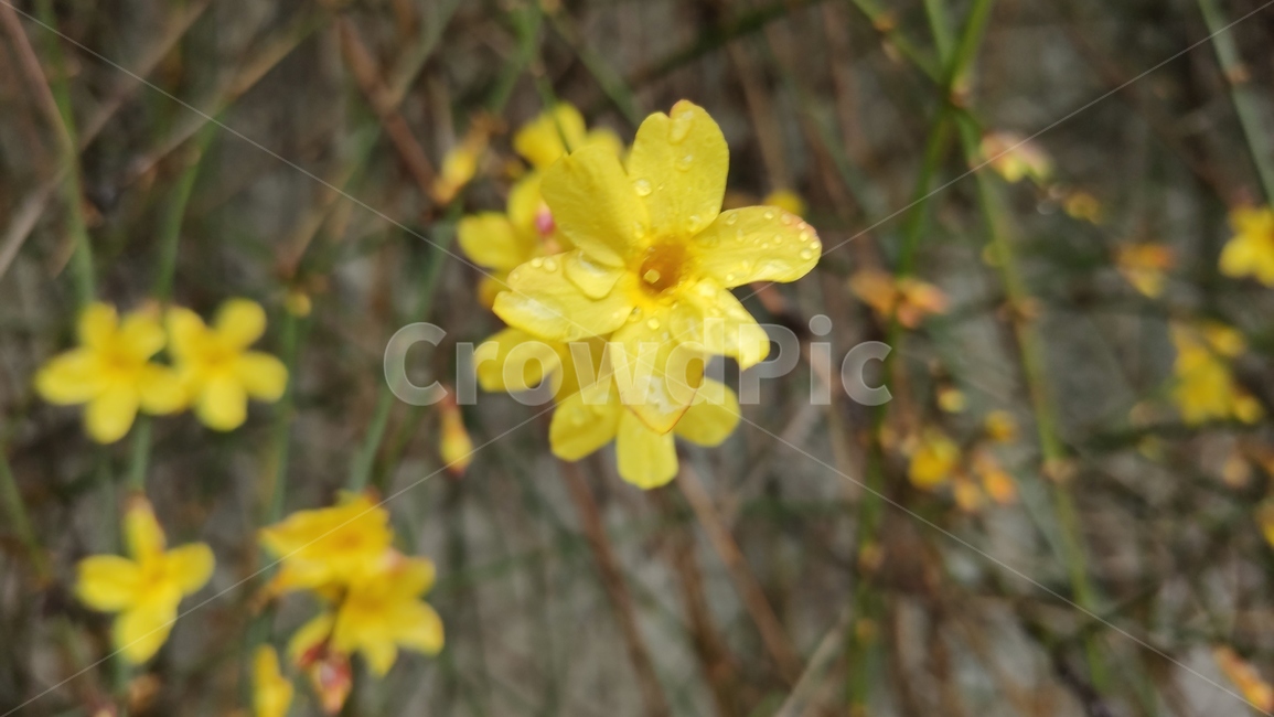영춘화,중국원산,개나리의꽃,노란꽃,개나리,봄,봄꽃,blossom,plant,식물,flower,꽃