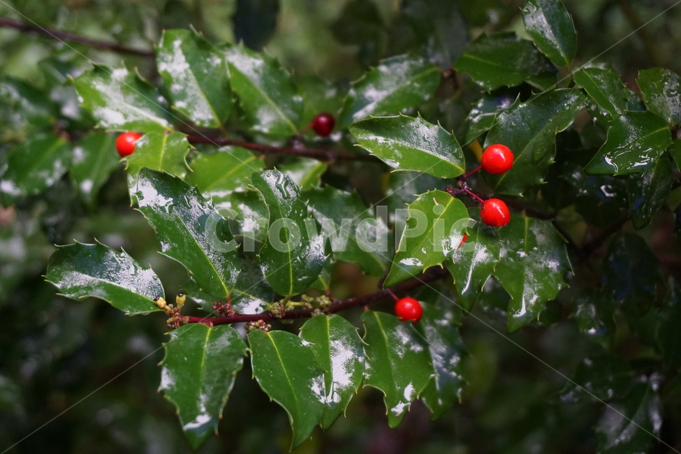 plant,식물,호랑가시나무,성탄절나무,tree,나무,과일,열매,fruit