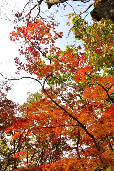 가을,단풍,자연,풍경,북한산,잎,단풍잎,붉은,나무,계절,계곡,숲,힐링,plant,fall,autumn,season,forestnature,landscape,한국자연풍경,한국자연경관,korea,tree,maple,leaf,가을,계절,fall,autumn,season,자연,풍경,nature,landscape,식물,plants,나무,trees,wood