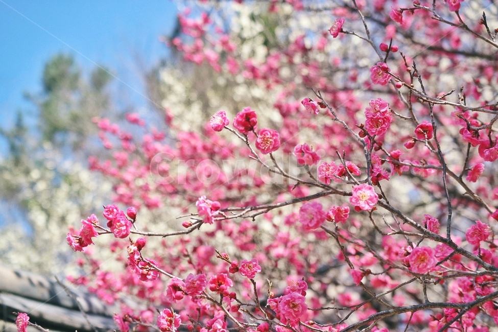 봄,꽃,spring,flower,홍매화,순천,금둔사,봄,계절,spring,season,식물,자연,plants,nature,꽃,flower,감성,sensible,feeling,plant,blossom