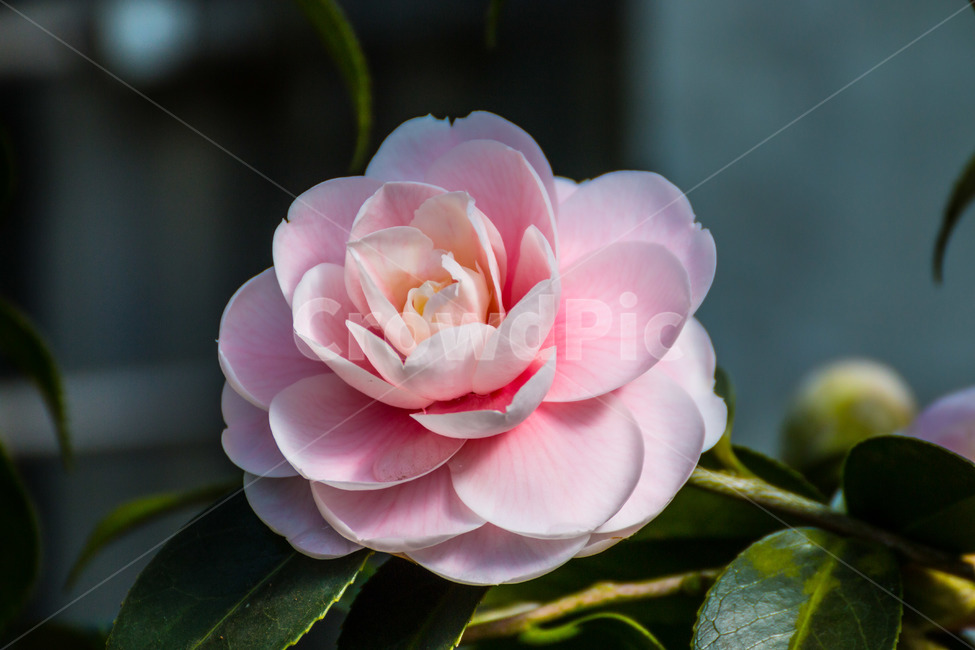 꽃,flower,분홍,pink,심플,제주,카멜리아힐,식물,자연,plants,nature,꽃,flower
