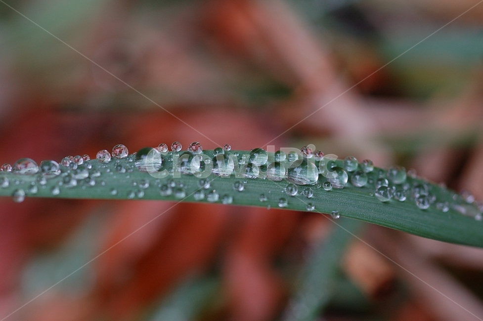 물방울,빗방울,이슬,자연,접사,풀잎,풀잎이슬,방울,구슬,초록,식물,자연,plants,nature