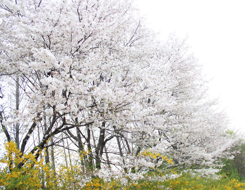 벚꽃,cherryblossom,flower,blossom,꽃,식물