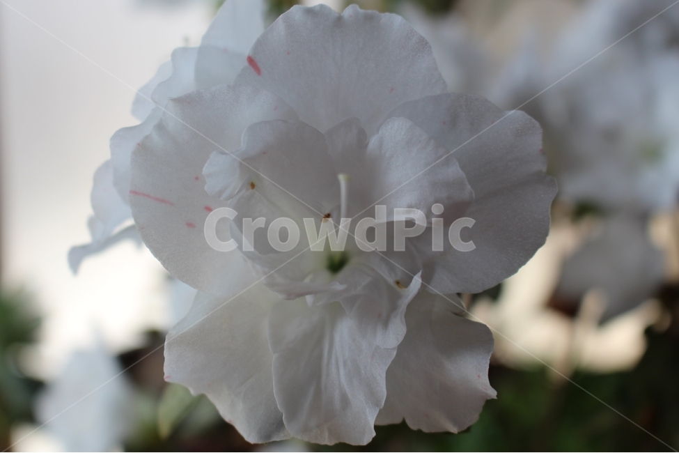 봄,꽃,화분,철죽,힐링,식물,자연,plants,nature,꽃,flower