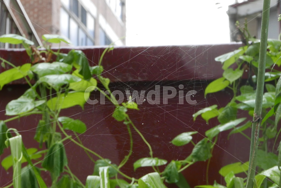 거미,곤충,나뭇잎,거미줄,spider,web,spiderweb,leaf,leaves,insect