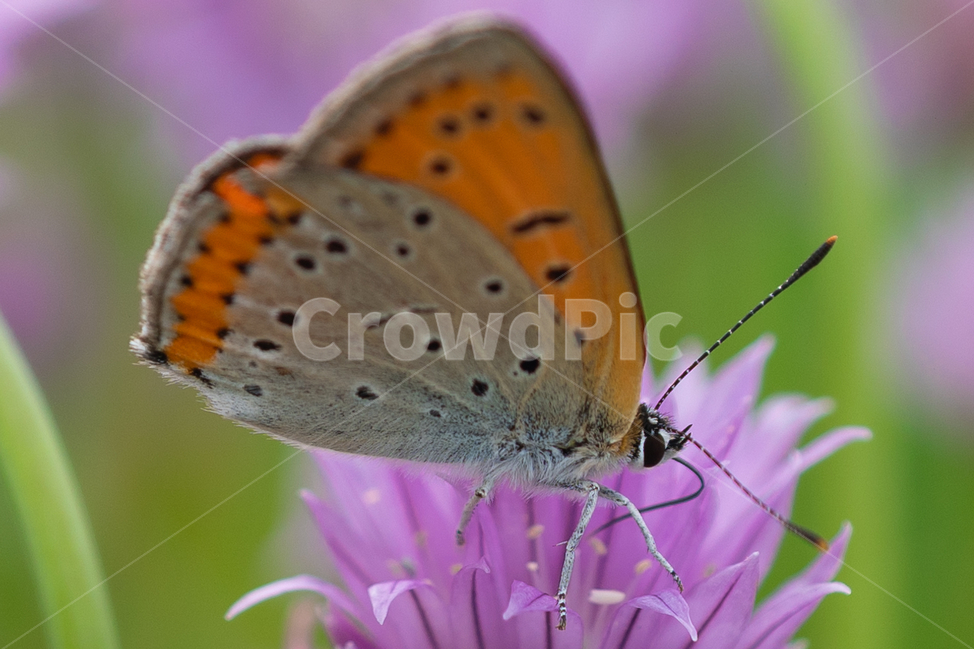 나비,butterfly,꽃,꽃밭,보라꽃,식물,plant,동물,animal,곤충,벌레,insect,bug