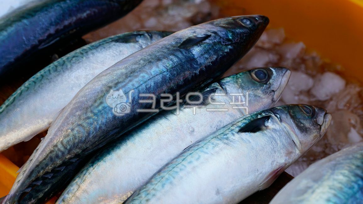 고등어, 생선, 구이, mackerel, fish, 사진,이미지,일러스트,캘리그라피 - BUSAN OPPA작가