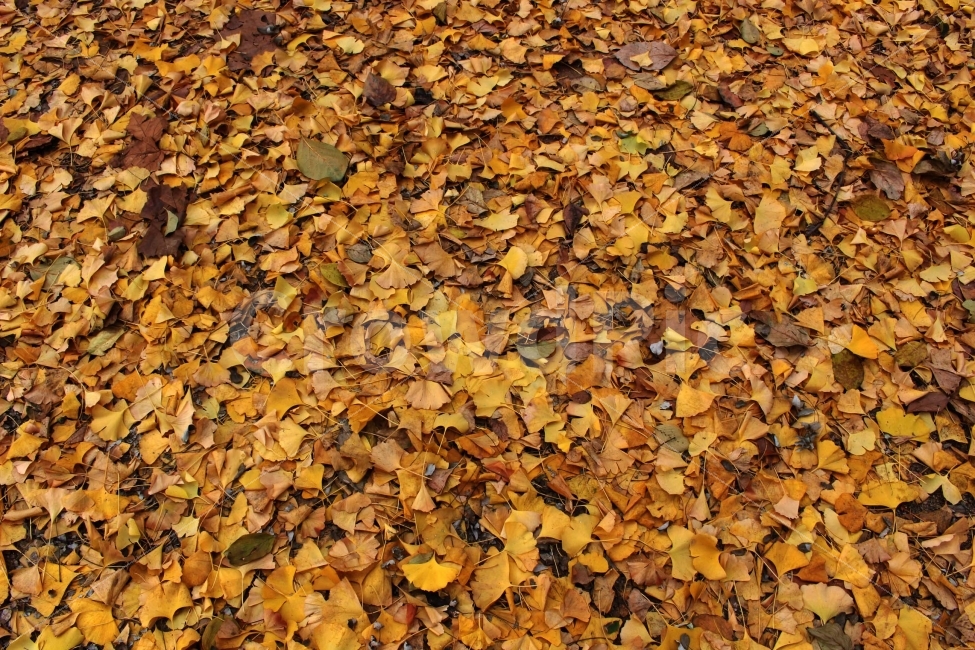 공원,야외,자연,소풍,나들이,단풍,단풍나무,붉은색,빨간색,울긋불긋,알록달록,나무,식물,가을,하늘,낙엽,나뭇잎,나무잎,배경,텍스쳐,background,texture,식물,자연,plants,nature,가을,계절,fall,autumn,season,leaf,잎,plant,ground,바닥