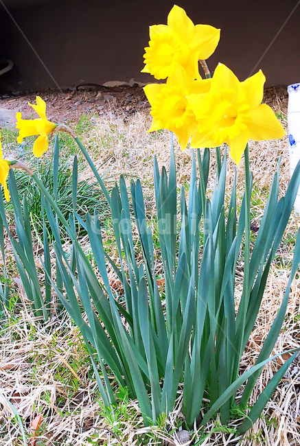 3월,노란꽃,꽃,식물,flower,blossom,plant