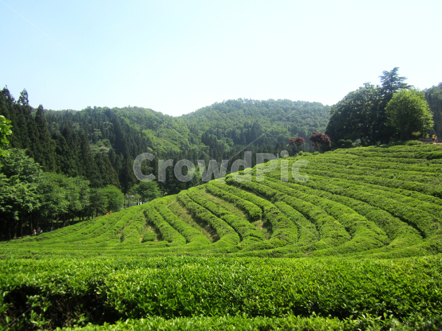 한국풍경,보성녹차밭,녹차,초록,여름차밭,자연,풍경,nature,landscape,outdoors,옥외,green