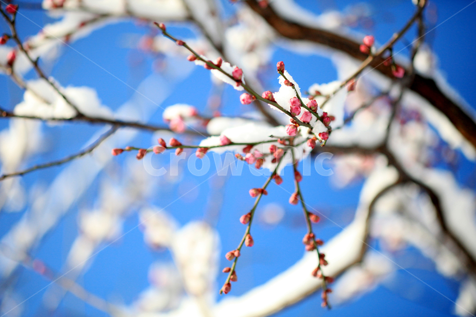 눈,나무,하늘,식물,겨울,winter,tree,snow,겨울,계절,winter,season