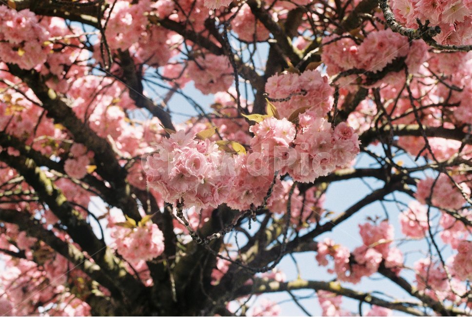 꽃,flower,겹벚꽃,벚꽃,pink,봄꽃,분홍꽃