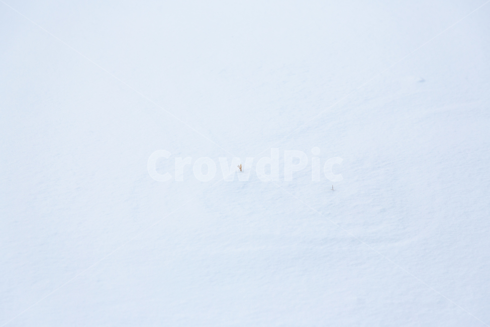 겨울,눈,흰색,자연,추위,겨울,계절,winter,season