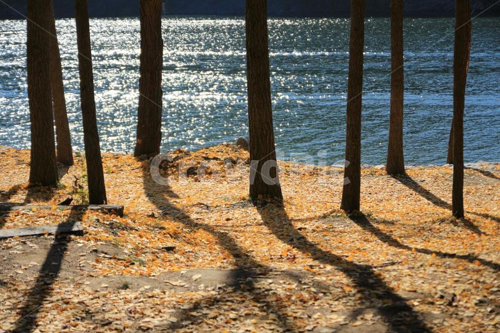 plant,식물,tree,나무,그림자,식물,자연,plants,nature,나무,trees,wood