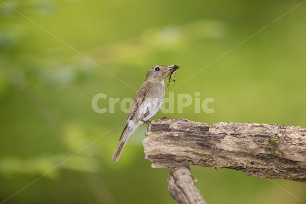 큰유리새,조류,육추,새,철새,동물,animal,조류,새,birds