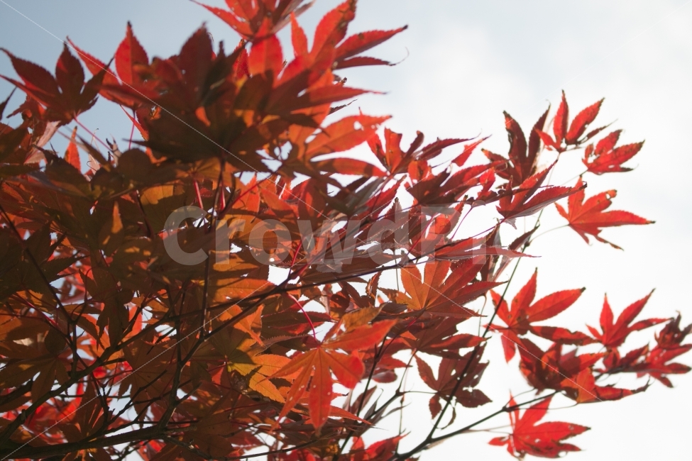 단풍나무,가을단풍,단풍,붉은단풍,가을,가을,계절,fall,autumn,season,식물,자연,plants,nature,leaf,잎,plant,tree,나무,maple
