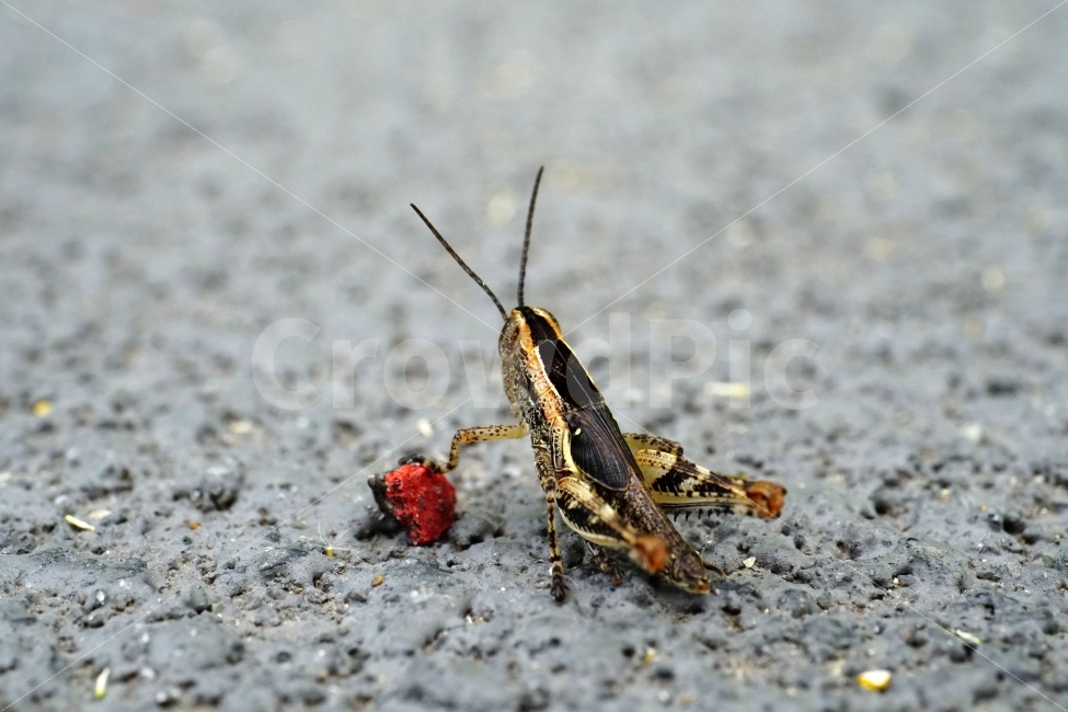 메뚜기,곤충,벌레,자연,동물,animal,insect,bug,nature,아스팔트,도로,땅,여름,grasshopper,locust,생명,생태,생태계,접사,마크로,macro,근접촬영,스냅,스냅사진,스넵,스넵사진,snap,snapshot,한국자연,한국의자연,풍경,landscape,동물,animal,곤충,벌레,insect,bug