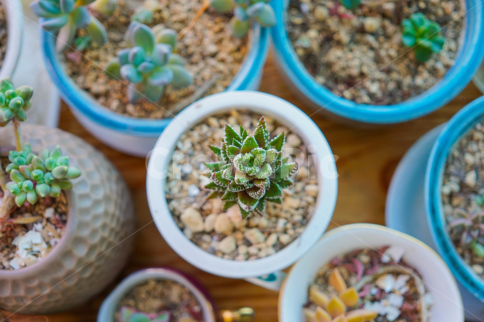 다육,식물,화분,선인장,식물인테리어,식물,자연,plants,nature,실내용화초,화분,화초,house plant