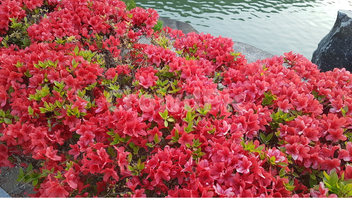 식물,꽃,화훼,철쭉,영산홍,5월,봄,꽃밭,화단,조경,flower,azalea,royalazalea,satuki,garden,spring,may,landscape,pond,연못,붉은,red,식물,자연,plants,nature,꽃,flower