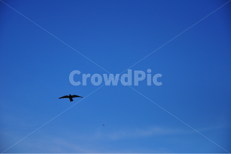 하늘,새,배경,파란색,fly,자연,자연,풍경,nature,landscape,동물,animal,조류,새,birds,adventure,모험,leisure activities,레저 활동,flying,나는,bird
