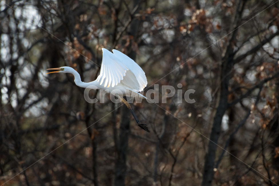 역동적,철새,백로,날다,겨울,동물,animal,조류,새,birds