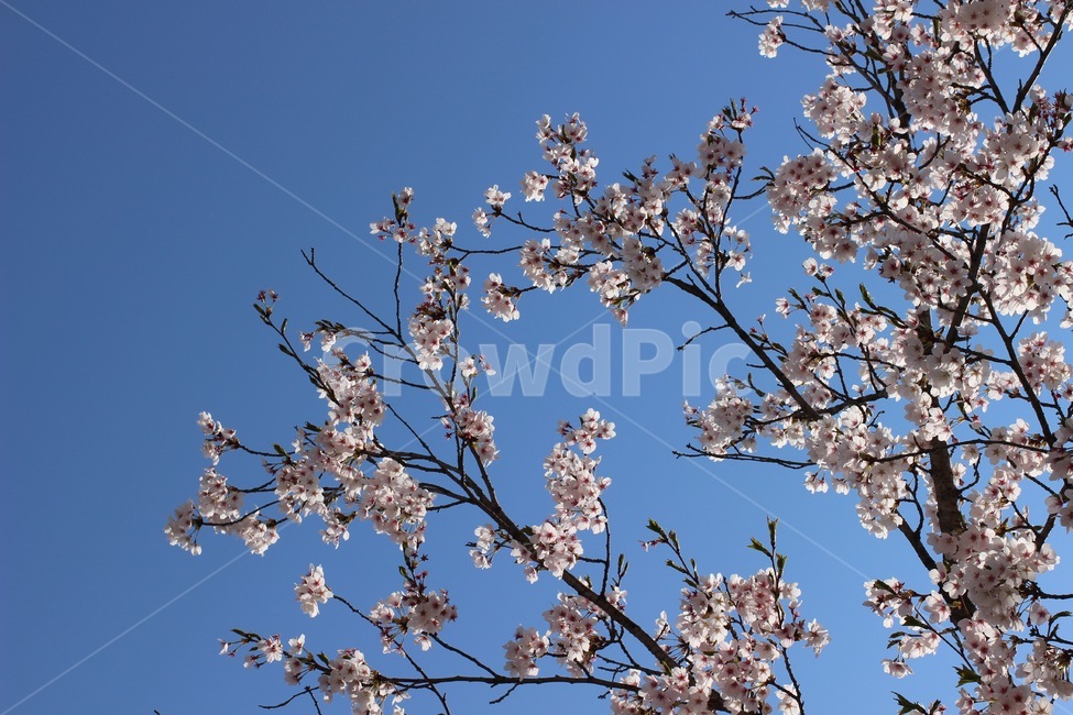 blossom,cherryblossom,벚꽃,벚꽃잎,벚꽃나무,plant,식물,꽃,flower,봄,봄꽃,3월,4월,spring,march,april