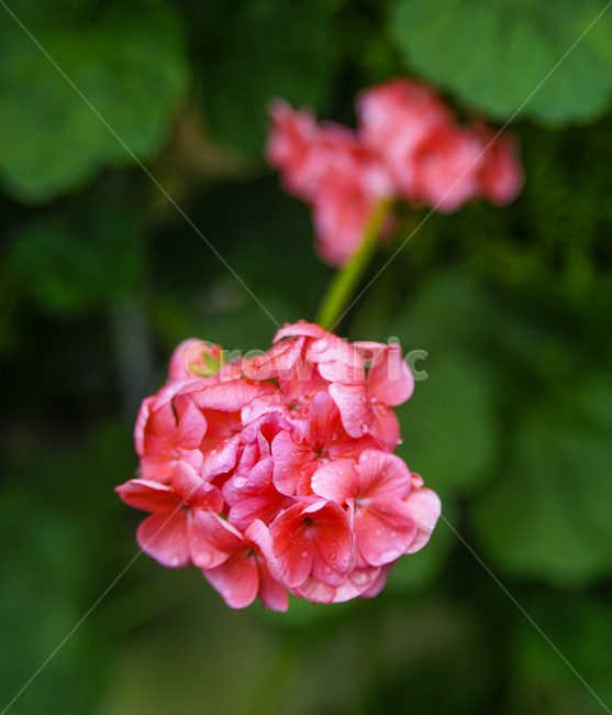 꽃,씨앗,이슬,빨강,파랑,심도,식물,자연,plants,nature,꽃,flower