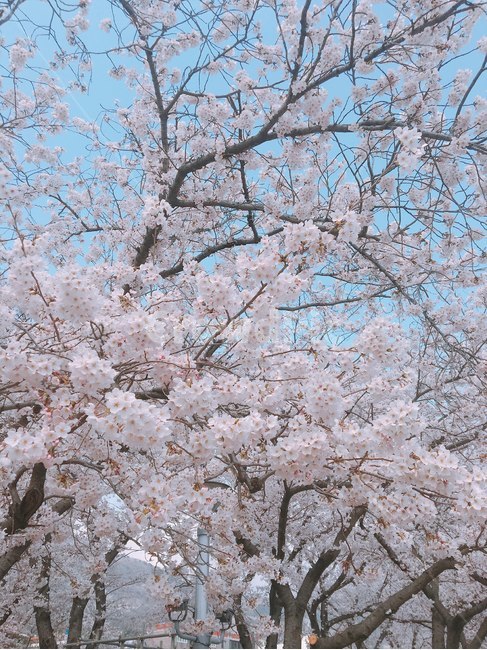 벚꽃,진해군항제,봄,하늘,벚꽃나무,봄,계절,spring,season,plant,식물,blossom,꽃,flower