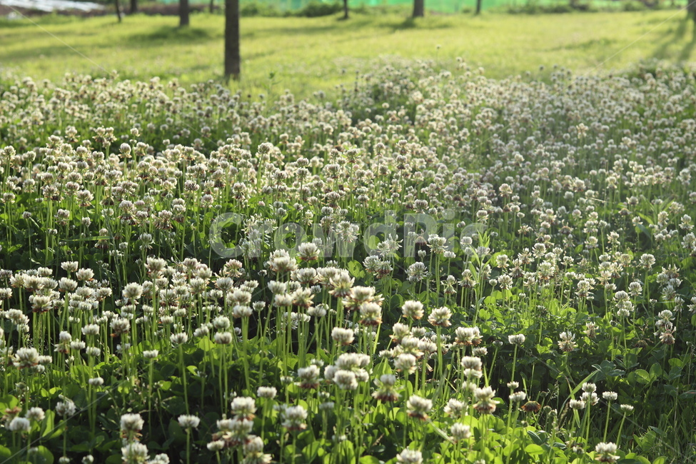 토끼풀,초록,흰색,풍경,봄,햇빛,식물,자연,plants,nature,꽃,flower