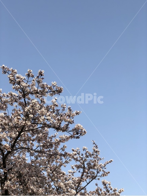 봄,꽃,벚꽃,하늘,자연,풍경,봄,계절,spring,season,식물,자연,plants,nature,나무,trees,wood,plant